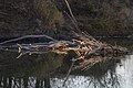 * Nomination Flooded driftwood in Irtysh river, Kazakhstan. By User:Ivan ideia --Екатерина Борисова 01:37, 18 August 2024 (UTC) * Promotion  Support Good quality. --Johann Jaritz 01:47, 18 August 2024 (UTC)