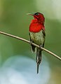 Image 25The crimson sunbird (Aethopyga siparaja) is a species of bird native in Bangladesh. The pictured specimen was photographed at Modhutila Eco-Park in Sherpur District. Photo Credit: Masud Rana