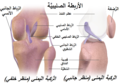 أربطة الركبة.