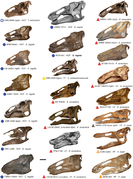 June 26: edmontosaur skulls