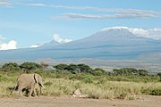 Un elefante pasando por diante do monte Kilimanjaro.