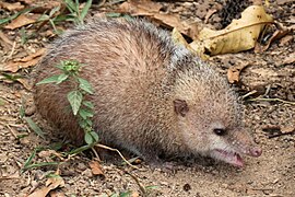 Tenrec ecaudatus (Afrosoricida)