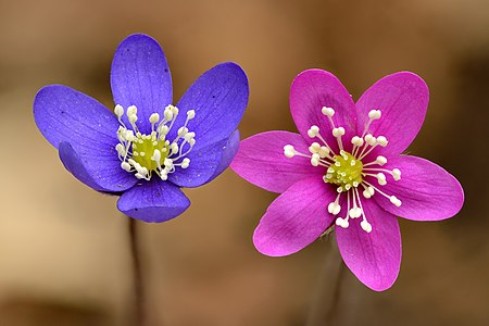 Anemone hepatica, by Iifar