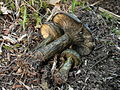 Lactarius olivaceoumbrinus