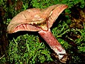 Lactarius subpurpureus