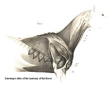 Muscles of the Horse Torso