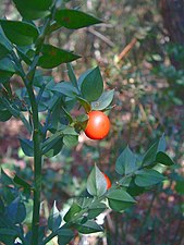 Photographie en couleurs d'une plante sauvage et de ses fruits rouges.