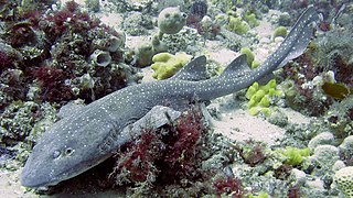 Requin aveugle (Brachaelurus waddi)