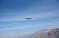 At Colca Canyon, Colca Valley, Peru