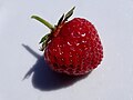 * Nomination: Senga Sengana variety strawberry in Szczecin, Poland (by Salicyna) --Gpkp 10:26, 11 September 2024 (UTC) * * Review needed