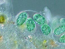 Glaucocystis sp.