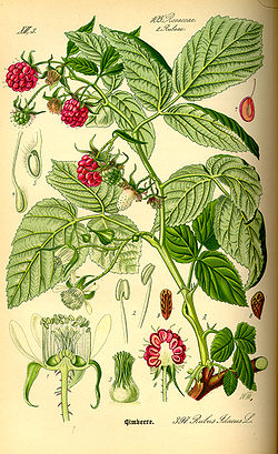 Rubus idaeus