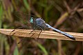 * Nomination Orthetrum luzonicum male --Jkadavoor 04:23, 27 October 2016 (UTC) * Promotion Good quality. --Johann Jaritz 04:31, 27 October 2016 (UTC)