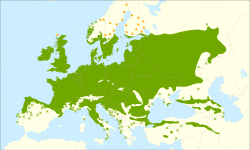 Metsätammen levinneisyys: :     Luonnollinen levinneisyys :✖ Eristäytyneitä populaatioita :▲ Istutetuista puista luontoon karanneita yksilöitä.