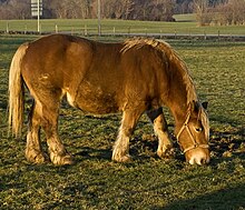 Cheval lourd et gras de couleur fauve, à la crinière et à la queue plus claires, en train de brouter.