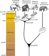 August 3: Genetic divergence of proboscidean species.