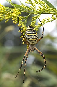 Argiope bruennichi (Wasp Spider)