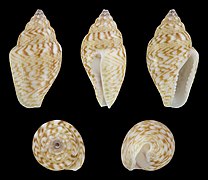 Euplica bidentata, shell