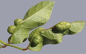 February 27: gall on the leaf of a plant