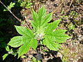 Hydrangea querifolia