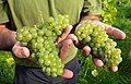 83 Javier shows part of the grape harvest in his Lysekil vineyard 1 - cropped uploaded by W.carter, nominated by W.carter