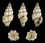 Lienardia falsaria, shell