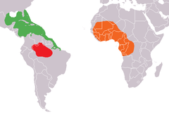 Distribuição do Trichechus: verde: T. manatus vermelho: T. inunguis laranja: T. senegalenis