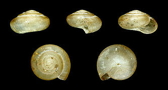 Microcystina badia, Shell