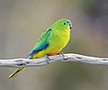 Orange-bellied Parrot