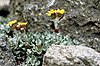 The San Francisco Peaks ragwort