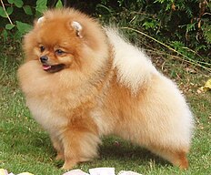 Pomeranian