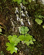 Saxifraga cortusifolia