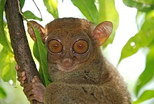 Tarsier là loài linh trưởng prosimian, nhưng có quan hệ họ hàng gần với khỉ, vượn và người (simian) hơn là những loài prosimian khác.