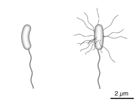 Diagramo de bakterio, V. cholerae