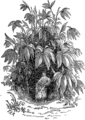 English: Pumpkin. Picture from popular bible encyclopedia of Archimandrite Nicephorus (1892). Русский: Тыква. Иллюстрация из иллюстрированной библейской энциклопедии архимандрита Никифора (1892)