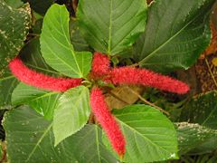 Tribus Acalypheae, subtribus Acalyphinae: Acalypha hispida