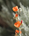 Apricot mallow (Sphaeralcea ambigua) flower & bud spike