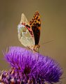 Argynnis pandora