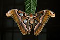 62 Attacus taprobanis-Kadavoor-2018-07-13-001 uploaded by Jkadavoor, nominated by Christian Ferrer