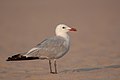 Audouin's gull