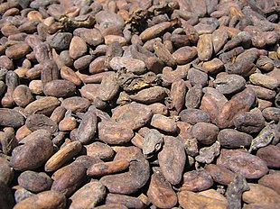 Cacao beans