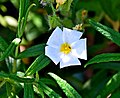 Cistus monspeliensis – Tournasol7