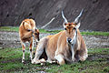 Common Eland