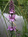 Stachys palustris