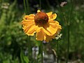 Bigelow sneezeweed (Helenium bigelovii) close