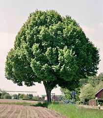 Die Gemeine Hainbuche (Carpinus betulus) als kultivierter Bonsai und als freistehendes Exemplar bei Ibbenbüren, Nordrhein-Westfalen