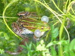 Sacs vocaux de grenouille