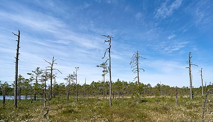 Håvtjärnsmossen.