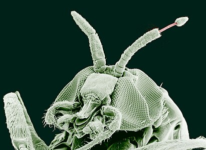 Onchocerca volvulus emerging from a black fly, by the Agricultural Research Service