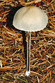 Panaeolus guttulatus